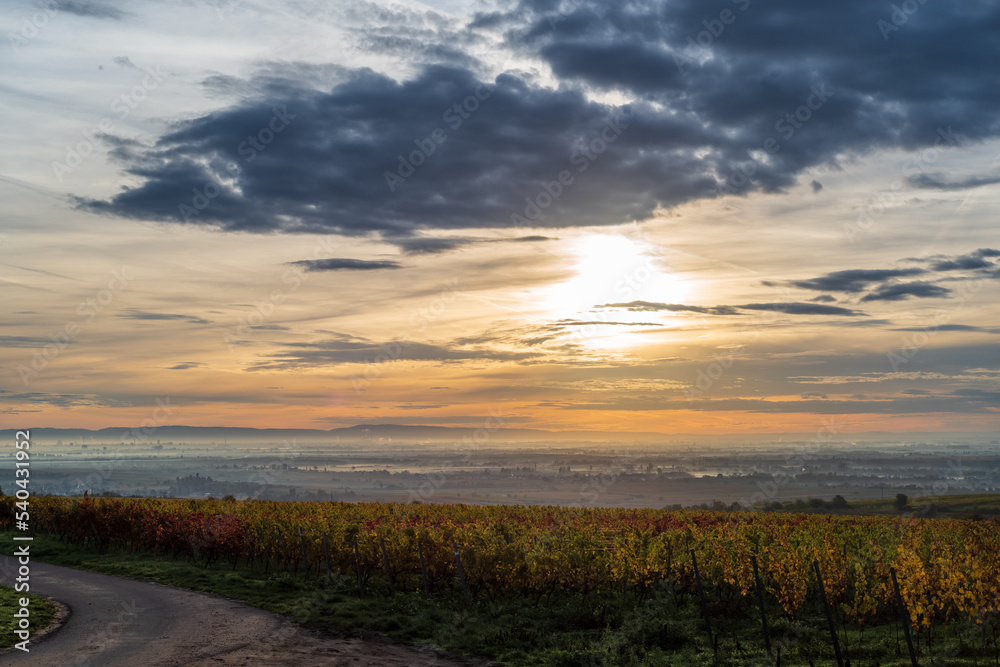 sunrise over a fall vineyard