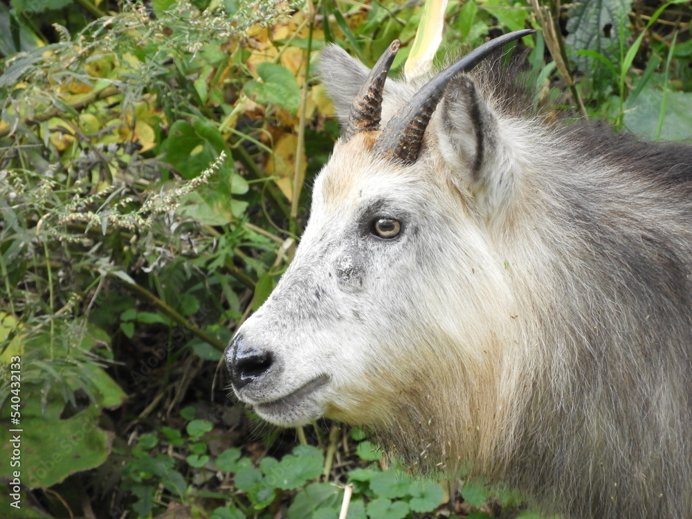 Fototapeta premium 二ホンカモシカ