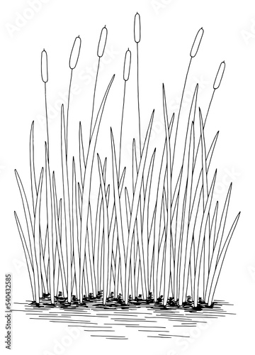 Reed cattail pond graphic black white lake vertical isolated sketch illustration vector 