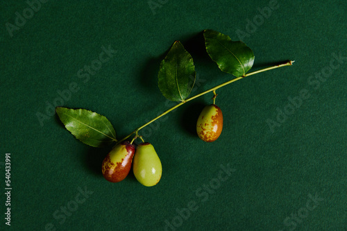 A branch with ripening jujube fruit or chinese dates, isolated over green backhround with copy advertising space. Antioxidant healthy raw vegan food. Creative Jujube fruit patterns.