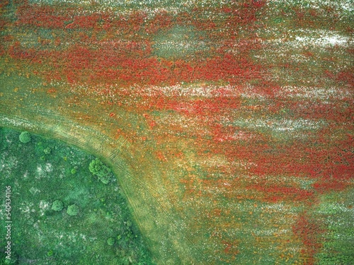 Aerial view shoot from drone of poppy field. Red flowers on green.