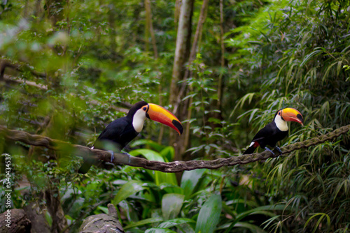 toucan on a tree - bird park - foz do iguazu