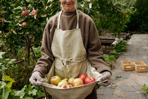 Fotografía Part of aged woman in pullover, and gloves holding heap of ripe apples in apron