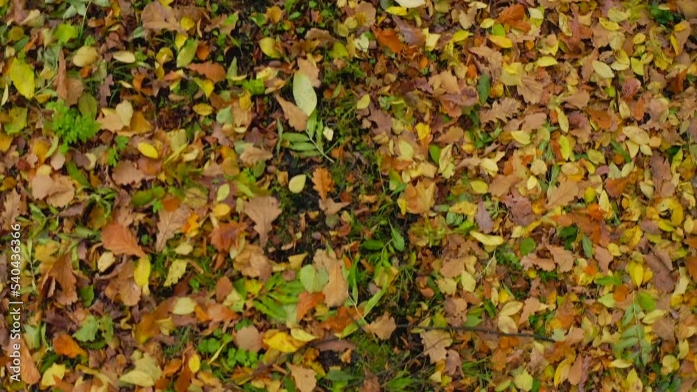 Autumn pattern with a top view on the ground with yellow leaves fallen from trees. Multi-colored leaves on the ground close-up. View from above. Autumn pattern with a top view on the ground with yellow leaves fallen from trees. Multi-colored leaves on the ground close-up. View from above.