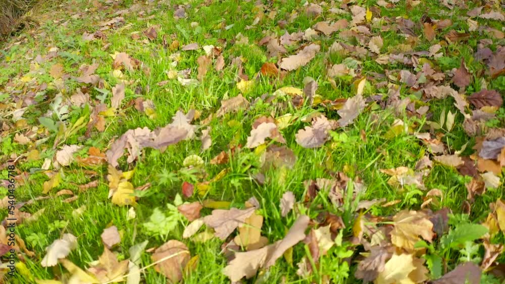 On the bright green grass, fallen multi-colored leaves are blown by the wind in the park in autumn On the bright green grass, fallen multi-colored leaves are blown by the wind in the park in autumn