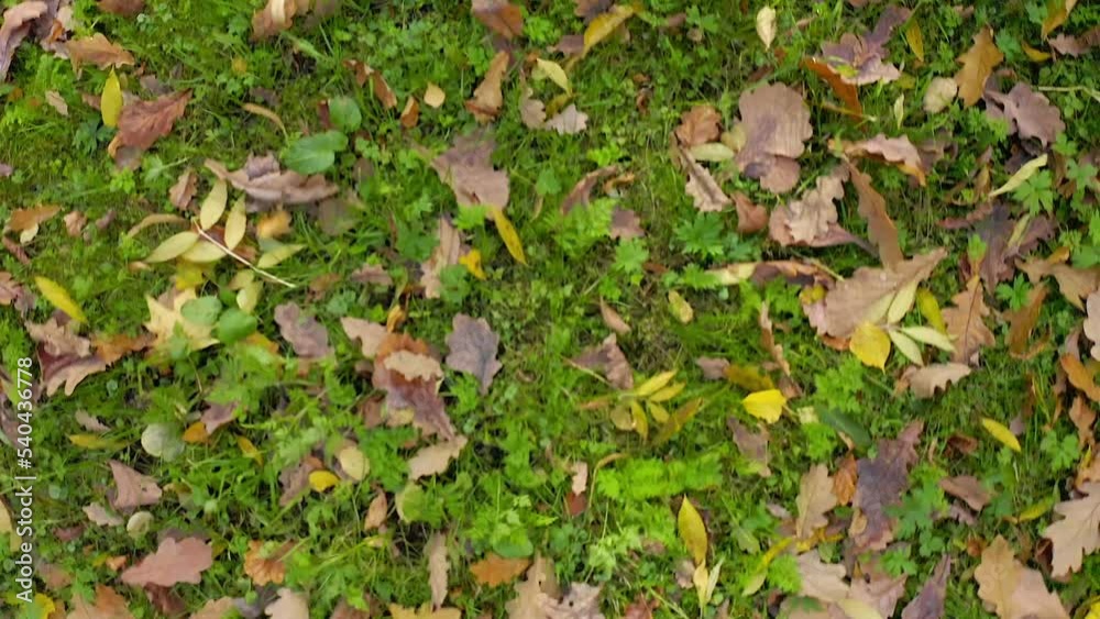 On the bright green grass growing in the park, the fallen multi-colored leaves swell with the wind in the fall. On the bright green grass growing in the park, the fallen multi-colored leaves swell with the wind in the fall.