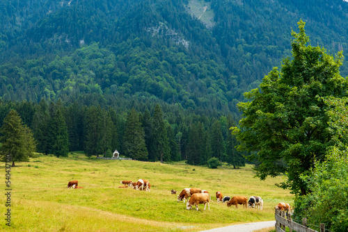 Kühe weiden auf einer Bergwiese in den bayerischen Alpen