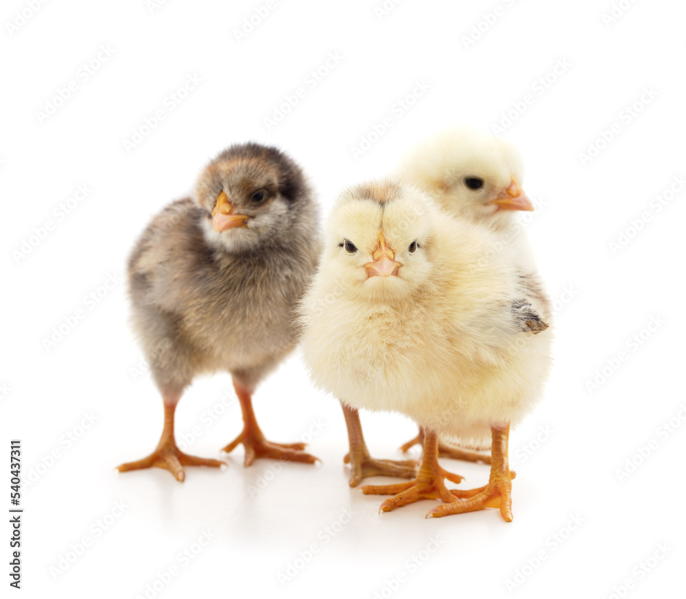 Three small chickens. Three small chickens.