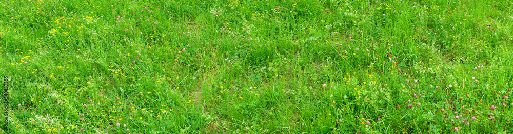 Blühende Wiese, Bild für Ruhe, Entspannung und Meditation Blühende Wiese, Bild für Ruhe, Entspannung und Meditation