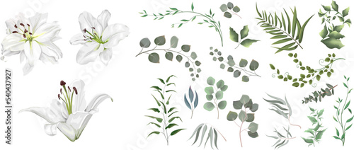 Vector grass and flower set. Eucalyptus, different plants and leaves. White lilies , branches with flowers