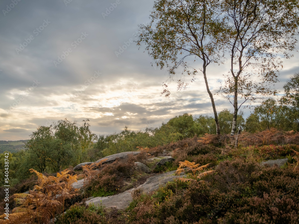 Silver Birch before Sunset