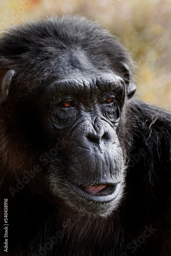 Chimpanzees face close up