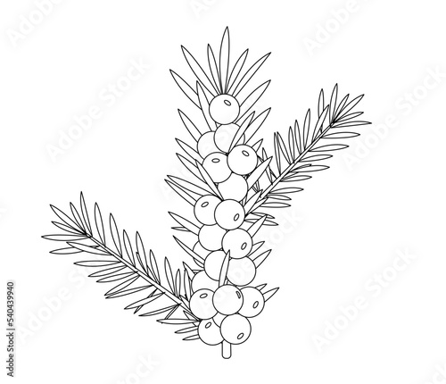 Outline branch of Juniper with berries isolated on white background. Gin Ingredient vector illustration