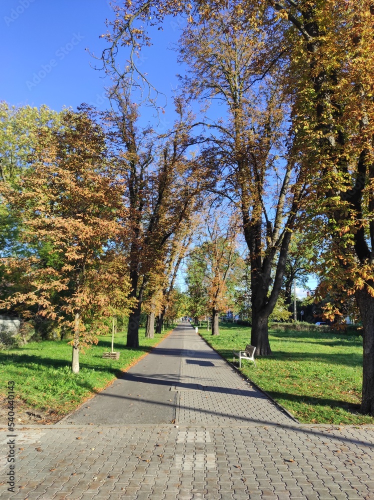 chestnut alley in autumn on a clear day, pavement and bike path, Wroclaw, Poland.
