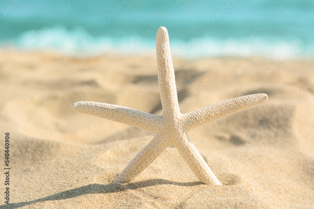 Beautiful starfish on sandy beach near sea, closeup Beautiful starfish on sandy beach near sea, closeup