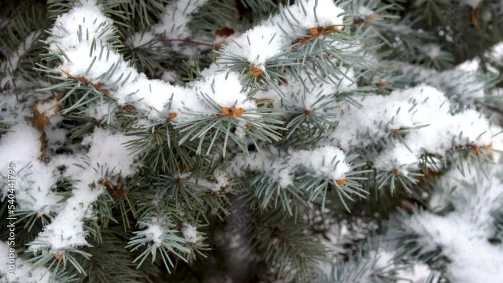 winter outside it's snowing.little boy child is playing with christmas fir pine cone tree shaking brunch falling snow.big decorative gift box with red ribbon outside.evening christmas light balls fun winter outside it's snowing.little boy child is playing with christmas fir pine cone tree shaking brunch falling snow.big decorative gift box with red ribbon outside.evening christmas light balls fun