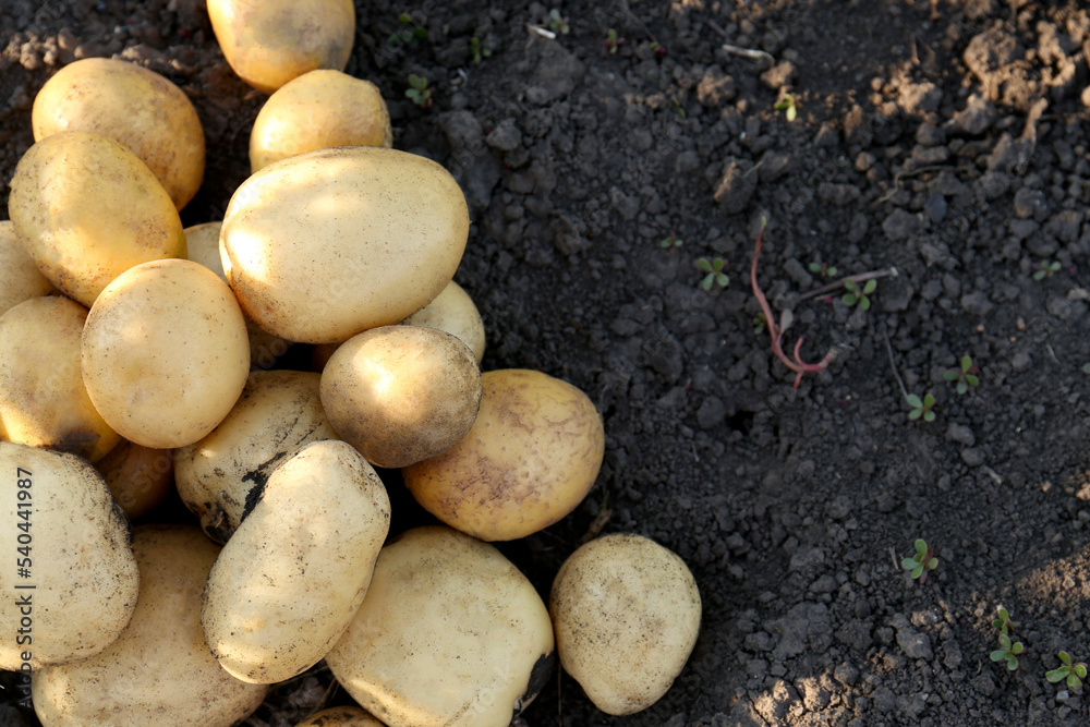 Pile of ripe potatoes on ground outdoors, top view. Space for text Pile of ripe potatoes on ground outdoors, top view. Space for text