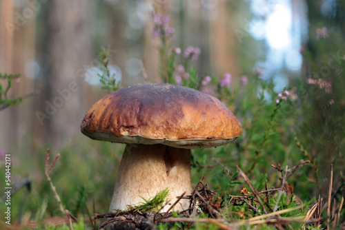 Beautiful porcini mushroom growing near plants outdoors, closeup