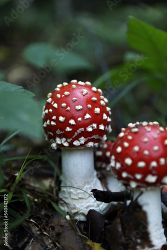 Fresh wild mushrooms growing in forest, closeup