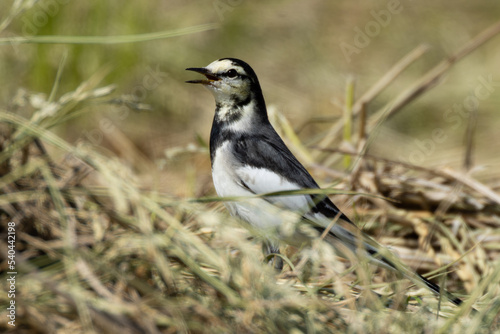 枯れ葉の茂みの中で鳴くハクセキレイ