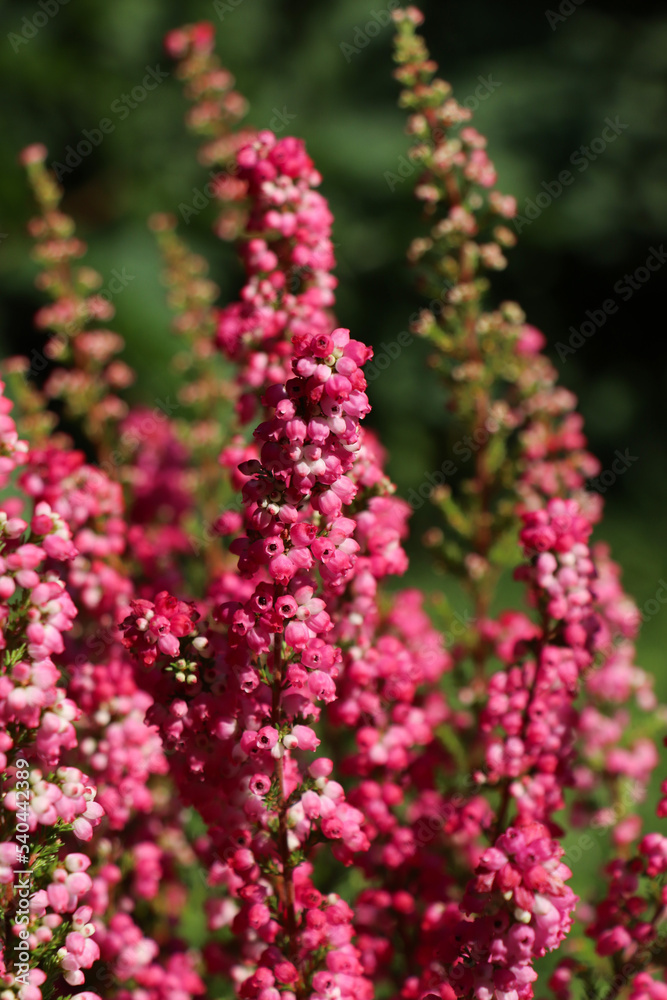 Obraz premium Heather shrub with beautiful blooming flowers outdoors on sunny day, closeup