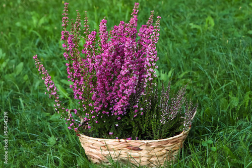 Wicker basket with blooming heather flowers on green grass outdoors
