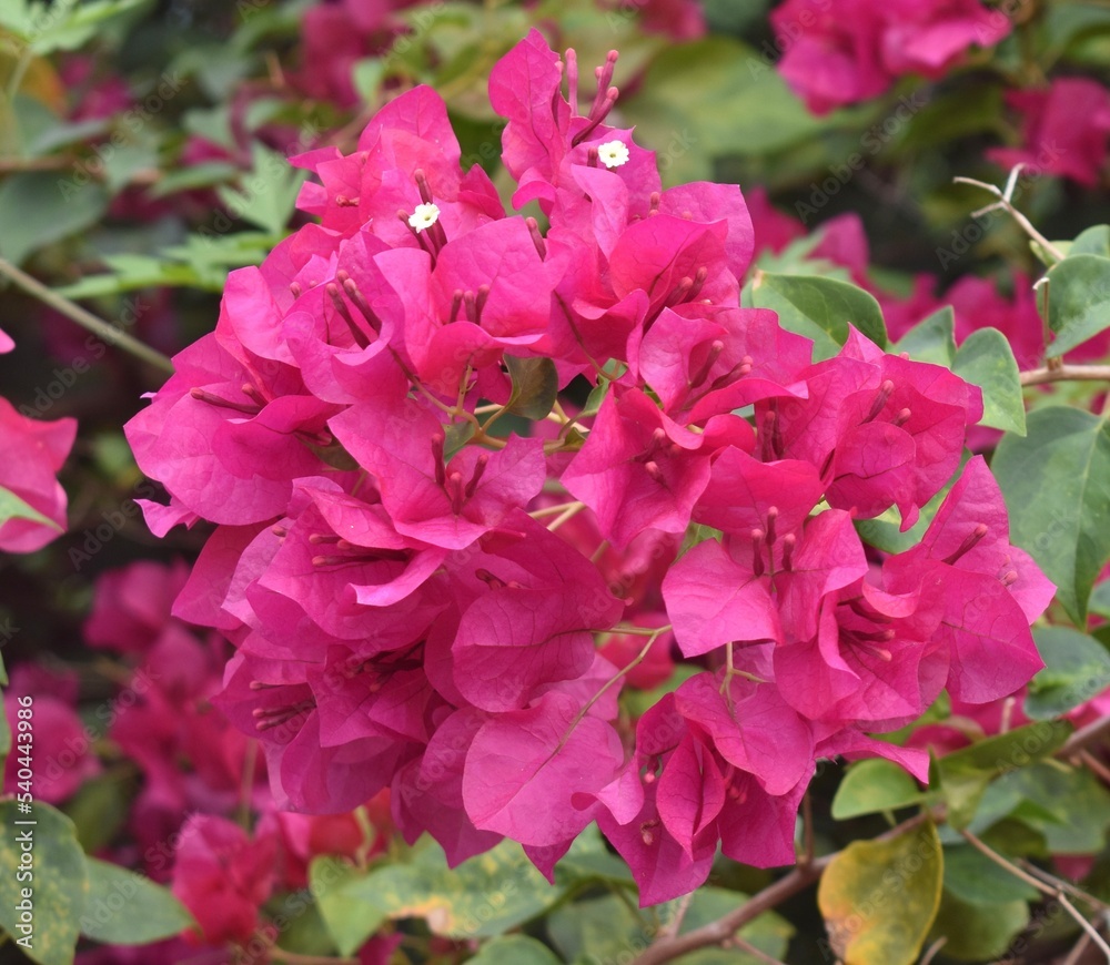 Close up of pretty pink bougainvillea flowers in bloom in a tropical garden Close up of pretty pink bougainvillea flowers in bloom in a tropical garden