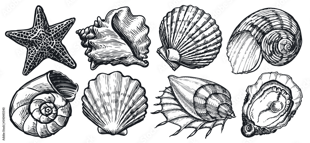 Seashell sketch. Sea animals set. Starfish, mussel, ocean shell. Marine concept. Underwater world vector illustration
