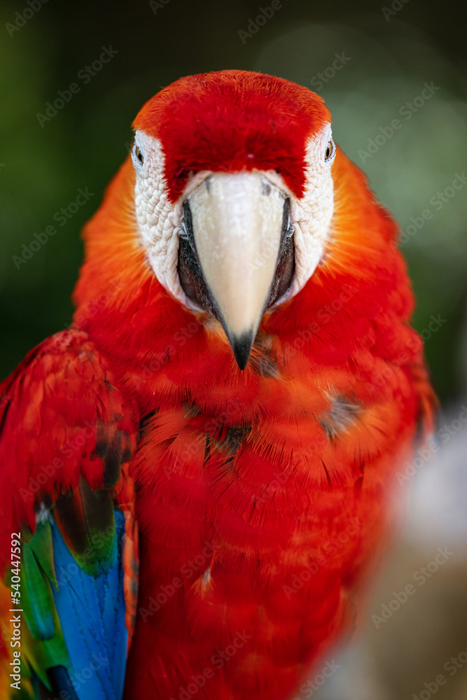 portrait for a red macaw 