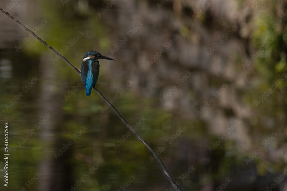 Fototapeta premium 野鳥の宝石「カワセミ」