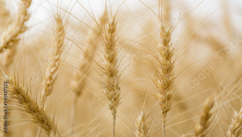 Print op canvas Agriculture wheat field background