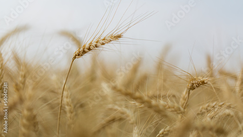 Agriculture wheat field background. Field of cereals and sends data to the cloud from the tablet. Smart farming and digital agriculture. Modern farm management.