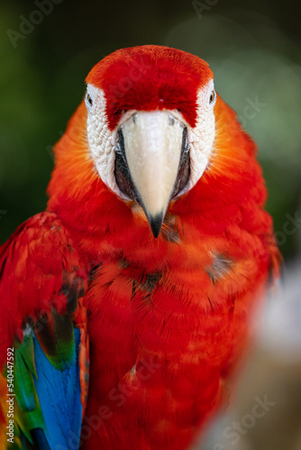 portrait for a red macaw 