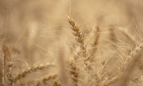 Ripe ears of wheat as a background.