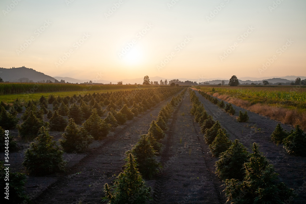 Fototapeta premium Aerial view of large cannabis medical marijuana hemp fields at sunset