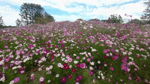 Wallpaper Mural 秋桜満開 Torontodigital.ca
