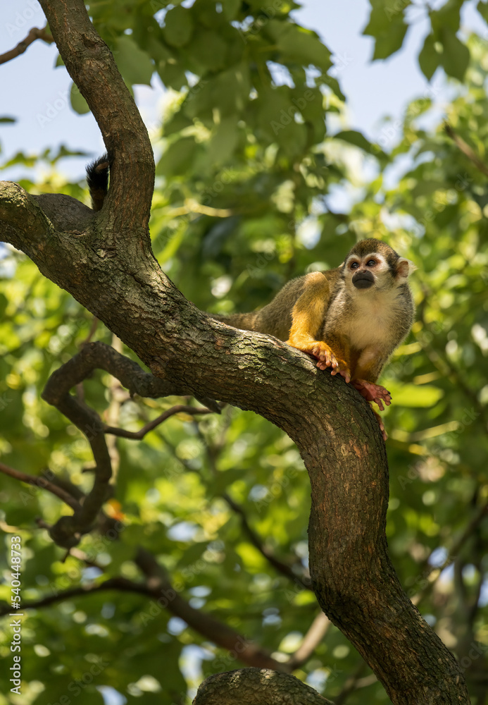 squirrel monkey climbing on trees squirrel monkey climbing on trees