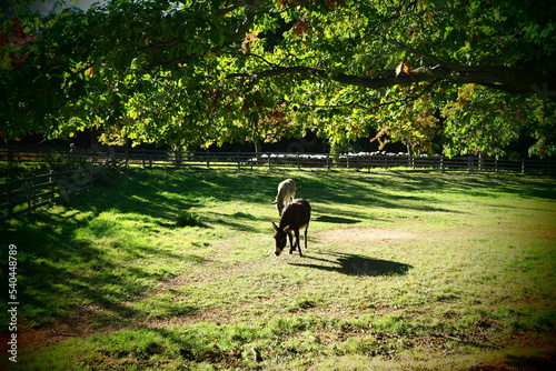 Donkey walking in the park