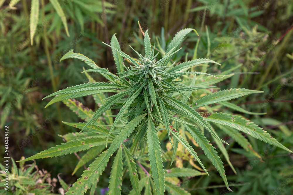 Cultivated green marijuana plant, CBD hemp bud with a flower, seeds, and leaves, close up shot.