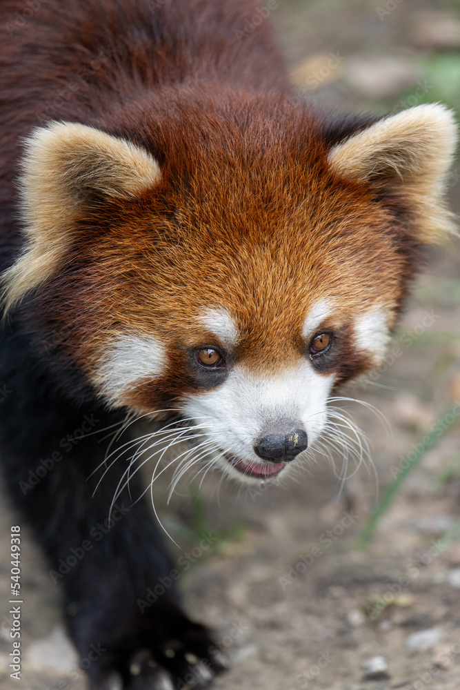 a red panda walking towards lens