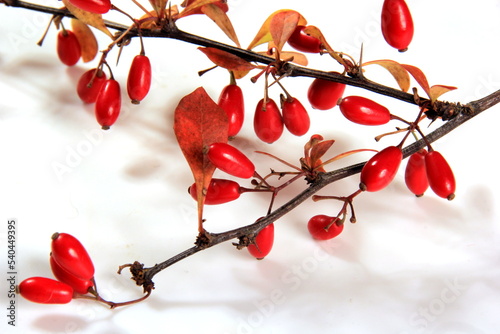 Barberry (Berberis vulgaris) branch with red ripe berries isolated on a white background