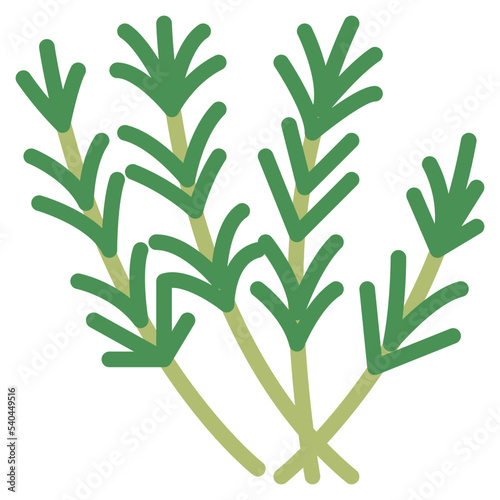 rosemary herb and spice