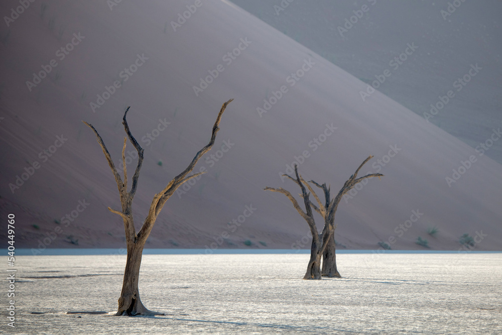 Dead Camelthorn Trees against red dunes and blue sky in Deadvlei, Sossusvlei. Namib-Naukluft National Park, Namibia, Africa. The concept of exotic, extreme and photo tourism. Dead Camelthorn Trees against red dunes and blue sky in Deadvlei, Sossusvlei. Namib-Naukluft National Park, Namibia, Africa. The concept of exotic, extreme and photo tourism.
