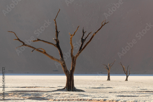 Clay plateau in the part of the Namib Naukluft desert. Dead lake with dead trees. The bottom of the dried lake Sussussflay. Sunny morning. The concept of exotic, extreme and photo tourism. photo