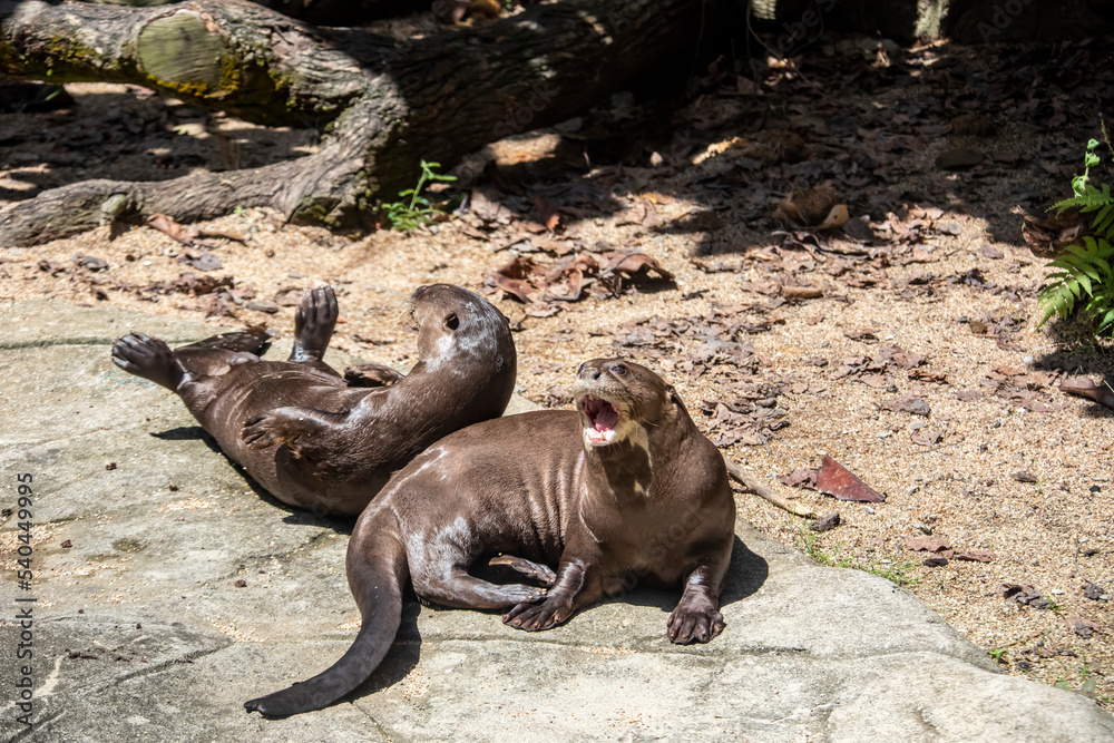 Fototapeta premium the closeup image of giant otter (Pteronura brasiliensis) . A South American carnivorous mammal. It is the longest member of the Mustelidae