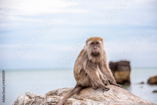 A wild bearded Crab-eating macaque (Macaca fascicularis) is sitting on the log.  The background is Bako National Park beach  Sarawak Malaysia and South China Sea. © Danny Ye