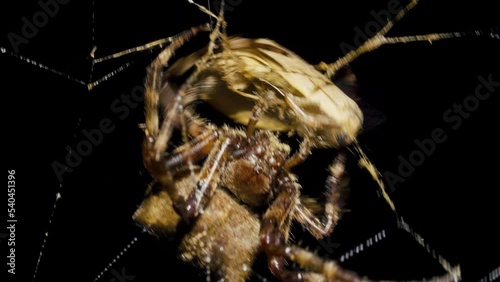 Spider catches and eat butterfly in spiderweb at night
