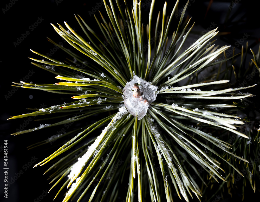 Naklejka premium White snowflakes on pine needles on a black background.