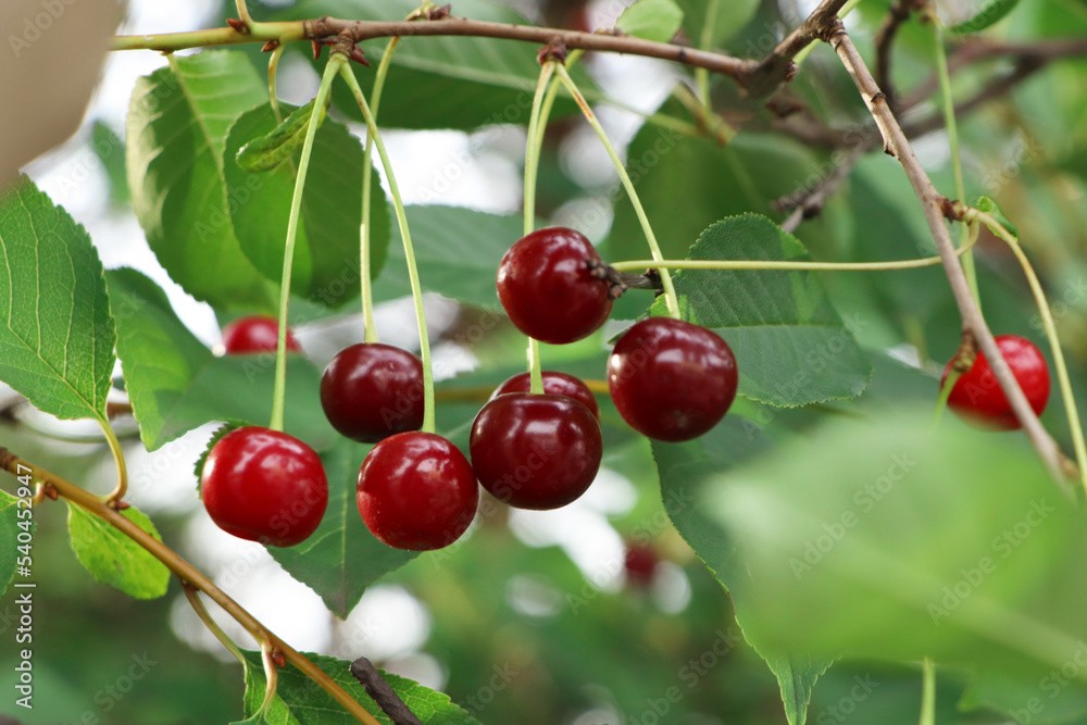 Closeup view of cherry tree with ripe red berries outdoors Closeup view of cherry tree with ripe red berries outdoors