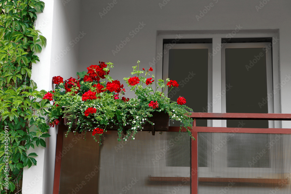 Fototapeta premium Balcony decorated with beautiful blooming potted flowers